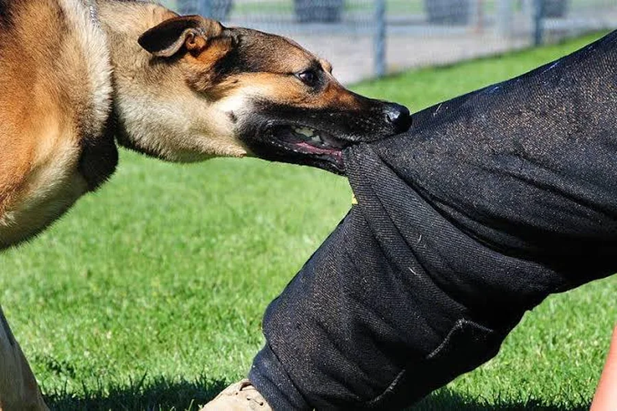 Dog Attacks